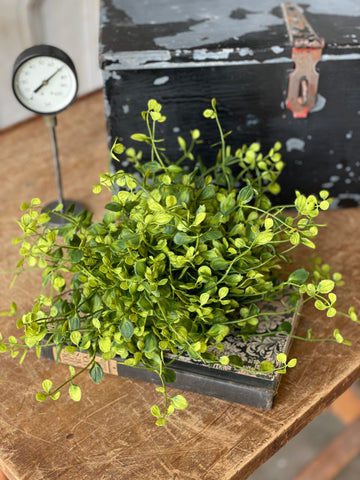 Bog Pimpernel Half Sphere | 12"