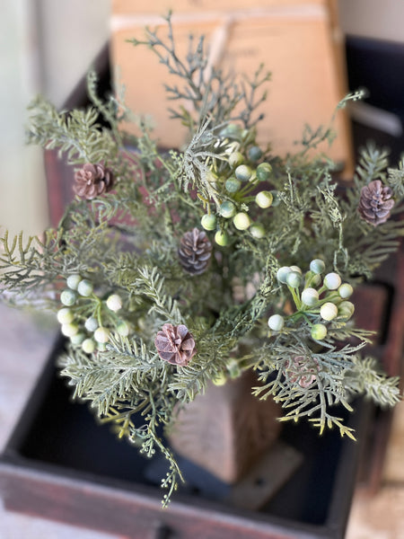 Siberian Cypress Bush | 12" | Fresh | SOLD OUT