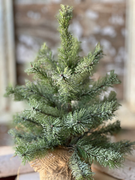 Icy Rocky Mountain Pine Tree | 12" | SOLD OUT
