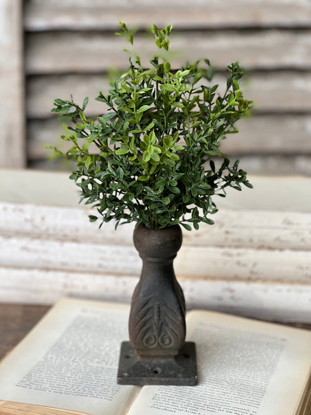 New England Boxwood Bush | 12" | NOT CURRENTLY IN STOCK - ETA December