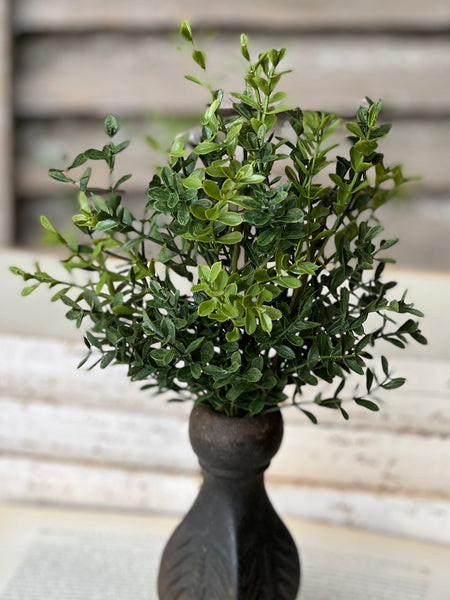 New England Boxwood Bush | 12" | NOT CURRENTLY IN STOCK - ETA December