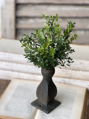 New England Boxwood Bush | 12" | NOT CURRENTLY IN STOCK - ETA December