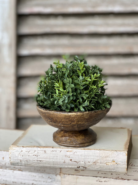 New England Boxwood Half Sphere | 7" | NOT CURRENTLY IN STOCK - ETA December