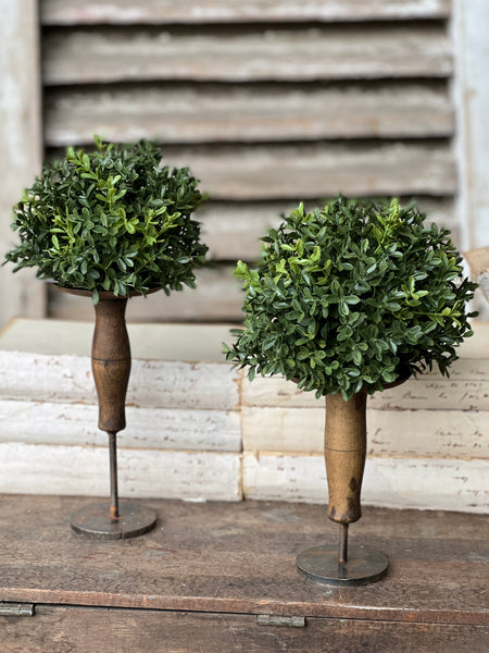 New England Boxwood Half Sphere | 7" | NOT CURRENTLY IN STOCK - ETA December