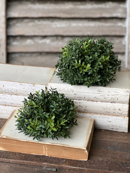 New England Boxwood Half Sphere | 7" | NOT CURRENTLY IN STOCK - ETA December