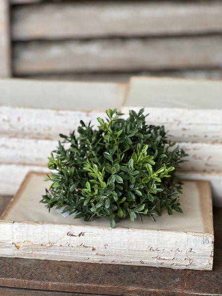 New England Boxwood Half Sphere | 7" | NOT CURRENTLY IN STOCK - ETA December
