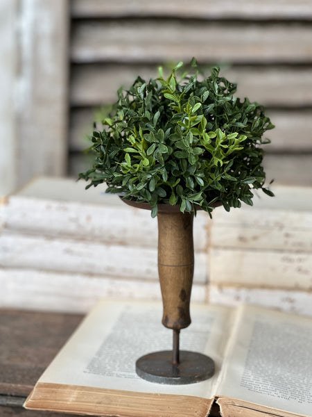 New England Boxwood Half Sphere | 7" | NOT CURRENTLY IN STOCK - ETA December