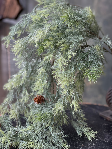 Stellar Cypress Hanging | 36" | SOLD OUT