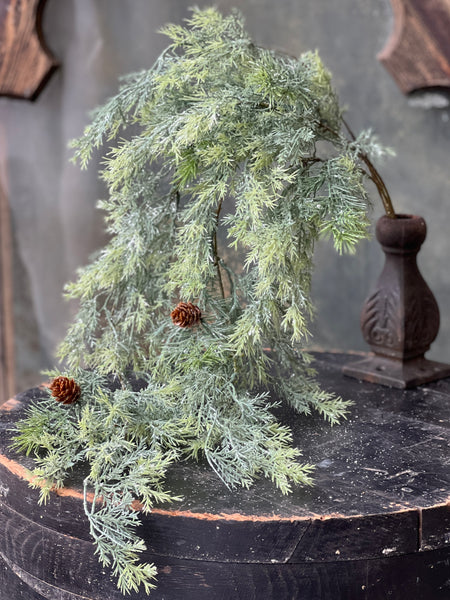 Stellar Cypress Hanging | 36" | SOLD OUT