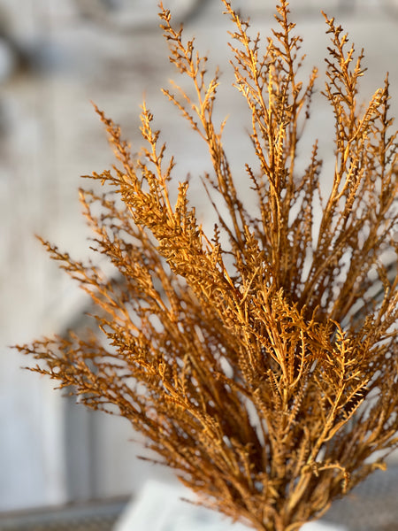 Wildthorn Bush | 19" | Maize | SOLD OUT