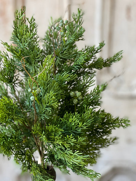 Dripping Cedar Bush | 17" | SOLD OUT