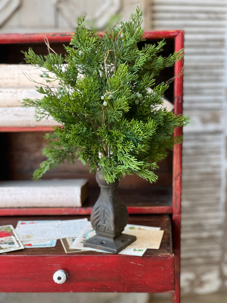 Dripping Cedar Bush | 17" | SOLD OUT