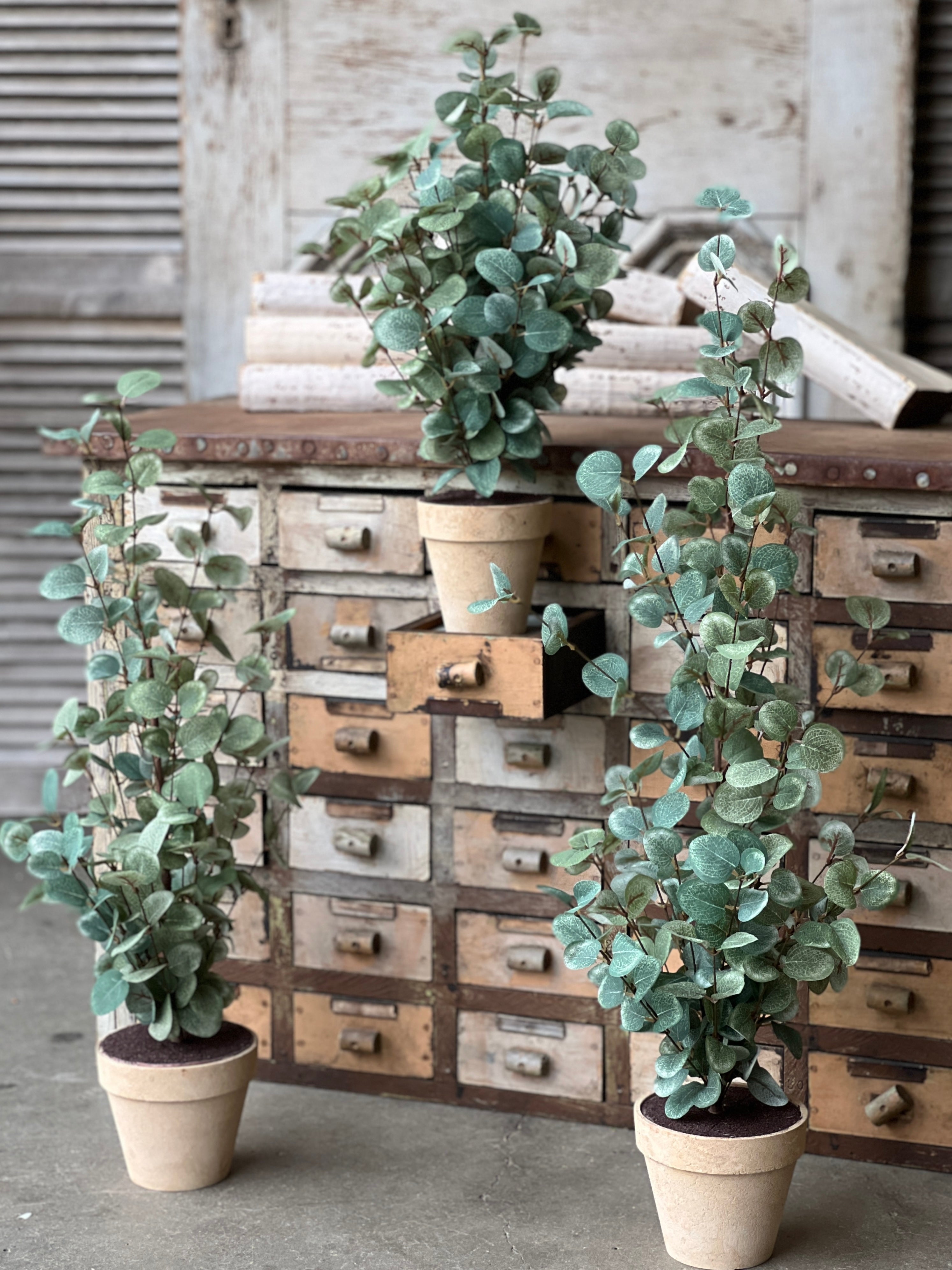 eucalyptus potted plant Garden Eucalyptus Tree | 24" | CLOSEOUT + CLEAN UP SPECIAL! From $2.95