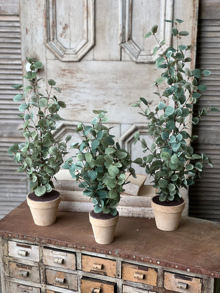 Garden Eucalyptus Tree | 24" | FURTHER REDUCED CLOSEOUT + CLEAN UP SPECIAL!  From $2.95 - Last 332pcs!