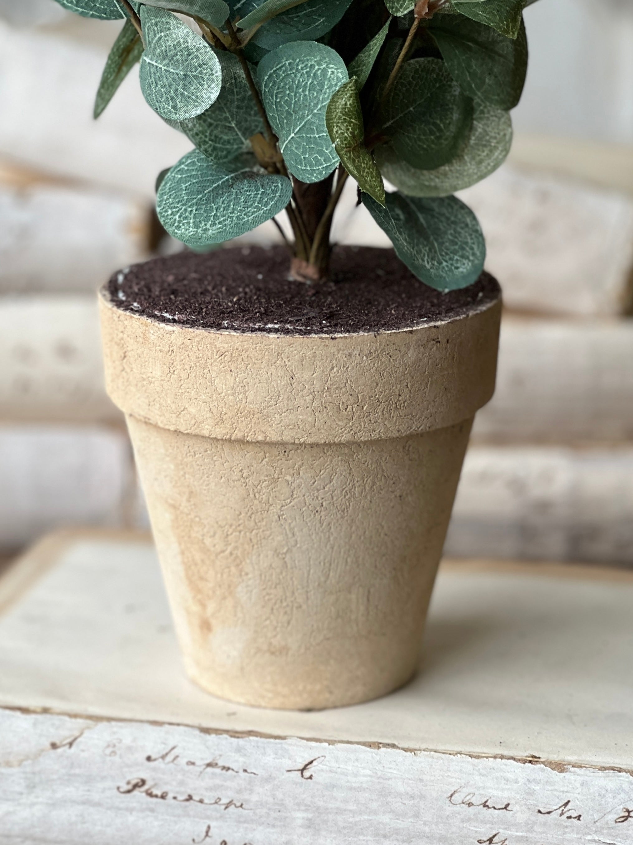 indoor eucalyptus plant for sale Garden Eucalyptus Tree | 24" | CLOSEOUT + CLEAN UP SPECIAL! From $2.95