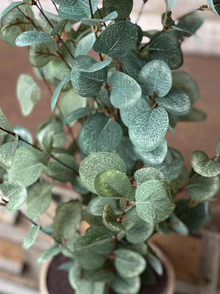 Garden Eucalyptus Tree | 24" | FURTHER REDUCED CLOSEOUT + CLEAN UP SPECIAL!  From $2.95 - Last 332pcs!