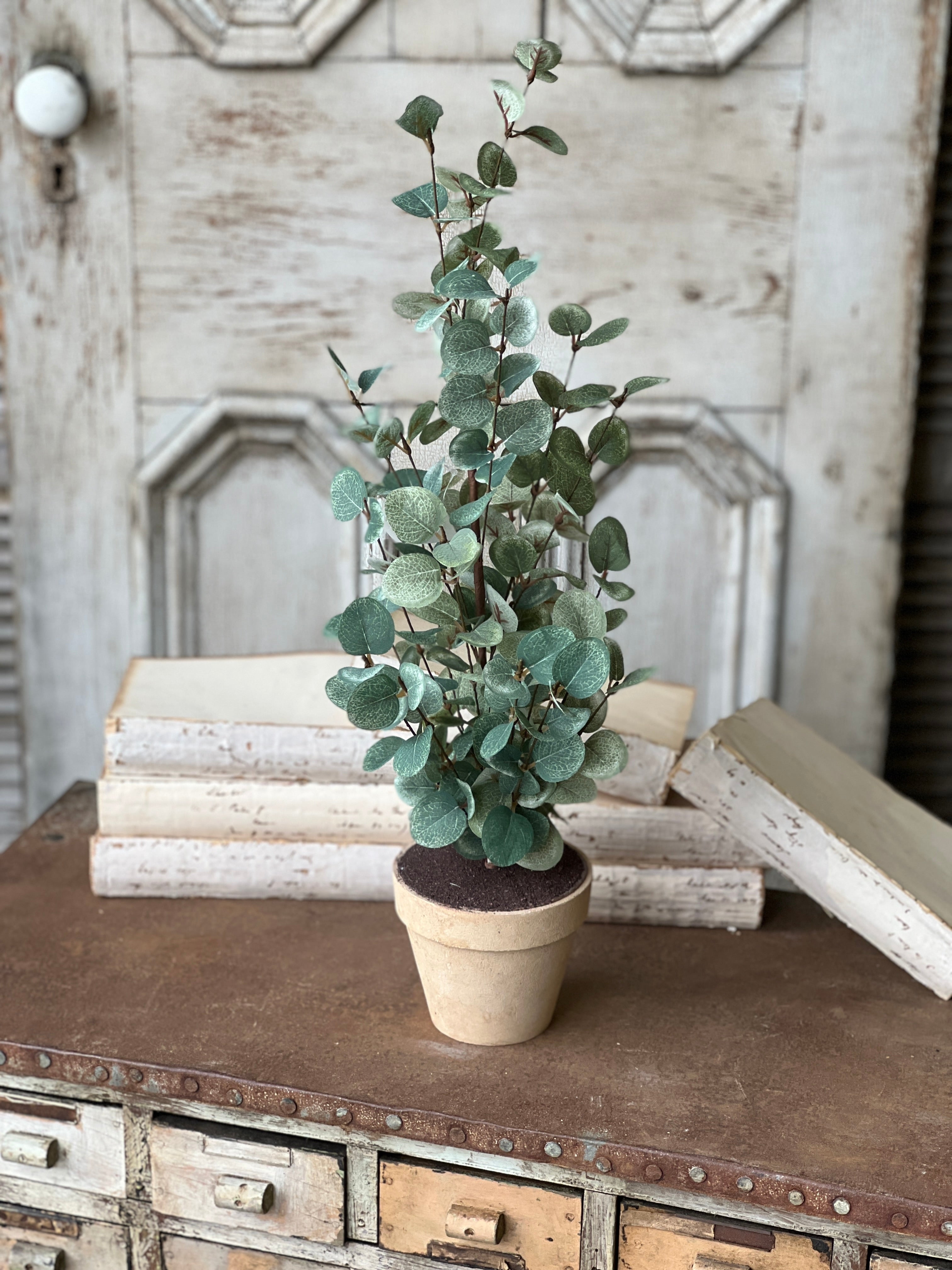 indoor eucalyptus plant Garden Eucalyptus Tree | 24" | CLOSEOUT + CLEAN UP SPECIAL! From $2.95