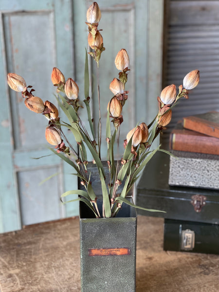 Lantern Buds | Ombre | 23" | SOLD OUT